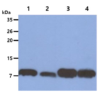 The Cell lysates (40ug) were resolved by SDS-PAGE, transferred to PVDF membrane and probed with anti-human S100A4 antibody (1:1000). Proteins were visualized using a goat anti-mouse secondary antibody conjugated to HRP and an ECL detection system.Lane 1. : HeLa cell lysate Lane 2. : A549 cell lysate Lane 3. : NIH/3T3 cell lysate Lane 4. : 3T3-L1 cell lysate 