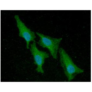 ICC/IF analysis of ACP1 in HeLa cells line, stained with DAPI (Blue) for nucleus staining and monoclonal anti-human ACP1 antibody (1:100) with goat anti-mouse IgG-Alexa fluor 488 conjugate (Green).