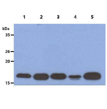 The Cell lysates (40ug) were resolved by SDS-PAGE, transferred to PVDF membrane and probed with anti-human ACP1 antibody (1:1000). Proteins were visualized using a goat anti-mouse secondary antibody conjugated to HRP and an ECL detection system.Lane 1. : HeLa cell lysate Lane 2. : Jurkat cell lysate Lane 3. : TF-1 cell lysate Lane 4. : NIH/3T3 cell lysateLane 5. : HepG2 cell lysate