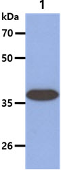 The SW480 Cell lysate (40ug) were resolved by SDS-PAGE, transferred to PVDF membrane and probed with anti-human ARG2 antibody (1:1000). Proteins were visualized using a goat anti-mouse secondary antibody conjugated to HRP and an ECL detection system.Lane 1. : SW480 cell lysate