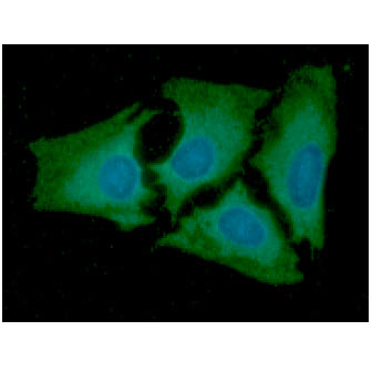 ICC/IF analysis of AK2 in HeLa cells line, stained with DAPI (Blue) for nucleus staining and monoclonal anti-human AK2 antibody (1:100) with goat anti-mouse IgG-Alexa fluor 488 conjugate (Green).