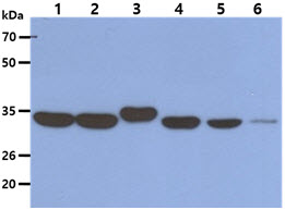 The Cell lysates (40ug) were resolved by SDS-PAGE, transferred to PVDF membrane and probed with anti-human AIMP1 antibody (1:1000). Proteins were visualized using a goat anti-mouse secondary antibody conjugated to HRP and an ECL detection system.Lane 1. : HeLa cell lysate Lane 2. : HepG2 cell lysateLane 3. : Raji cell lysateLane 4. : Jurkat cell lysateLane 5. : A549 cell lysateLane 6. : HaCaT cell lysate
