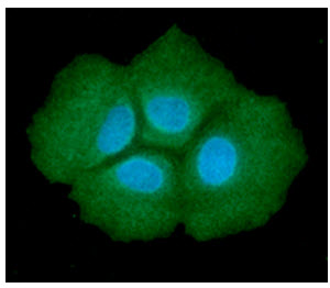 ICC/IF analysis of ADSL in Hep3B cells line, stained with DAPI (Blue) for nucleus staining and monoclonal anti-human  ADSL antibody (1:100) with goat anti-mouse IgG-Alexa fluor 488 conjugate (Green).
