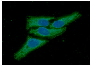 ICC/IF analysis of Peroxiredoxin3 in HeLa cells line, stained with DAPI (Blue) for nucleus staining and monoclonal anti-human Peroxiredoxin3 antibody (1:100) with goat anti-mouse IgG-Alexa fluor 488 conjugate (Green).