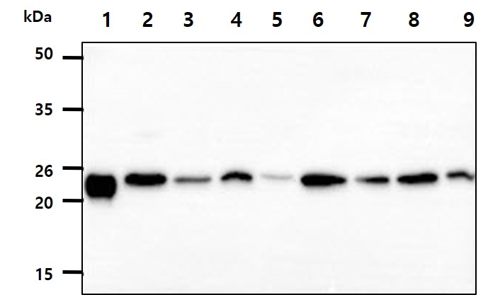 The recombinant human PRDX3 protein (50ng) and Cell lysates (40ug) were resolved by SDS-PAGE, transferred to PVDF membrane and probed with anti-human Peroxiredoxin3 antibody (1:1000). Proteins were visualized using a goat anti-mouse secondary antibody conjugated to HRP and an ECL detection system.Lane 1.: Recombinant proteinLane 2.: HeLa cell lysate Lane 3.: HepG2 cell lysate Lane 4.: TF1 cell lysate Lane 5.: U87MG cell lysateLane 6.: Raji cell lysateLane 7.: 293T cell lysateLane 8.: Jurkat cell lysateLane 9.: MCF7 cell lysate
