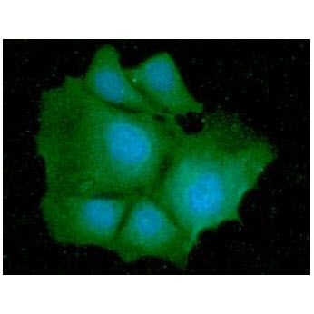 ICC/IF analysis of IDH1 in Hep3B cells line, stained with DAPI (Blue) for nucleus staining and monoclonal anti-human IDH1 antibody (1:100) with goat anti-mouse IgG-Alexa fluor 488 conjugate (Green).