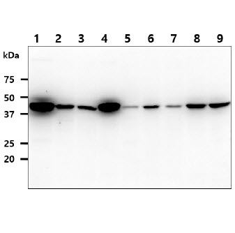 The cell lysates (40ug) were resolved by SDS-PAGE, transferred to PVDF membrane and probed with anti-human IDH1 antibody (1:1000). Proteins were visualized using a goat anti-mouse secondary antibody conjugated to HRP and an ECL detection system.Lane 1 : HepG2 cell lysateLane 2 : A549 cell lysateLane 3 : HeLa cell lysateLane 4 : NIH3T3 cell lysateLane 5 : Jurkat cell lysateLane 6 : K562 cell lysateLane 7 : 293T cell lysateLane 8 : MCF7 cell lysateLane 9 : LnCaP cell lysate