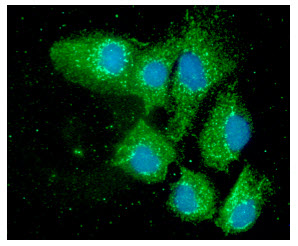 ICC/IF analysis of PDIA3 in Hep3B cells line, stained with DAPI (Blue) for nucleus staining and monoclonal anti-human PDIA3 antibody (1:100) with goat anti-mouse IgG-Alexa fluor 488 conjugate (Green).