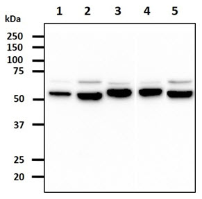 The Cell lysates (40ug) were resolved by SDS-PAGE, transferred to PVDF membrane and probed with anti-human PDIA3 antibody (1:1000). Proteins were visualized using a goat anti-mouse secondary antibody conjugated to HRP and an ECL detection system.Lane 1. : HeLa cell lysateLane 2. : HepG2 cell lysateLane 3. : NIH3T3 cell lysateLane 4. : Raw 264.7 cell lysateLane 5. : LNCaP cell lysate