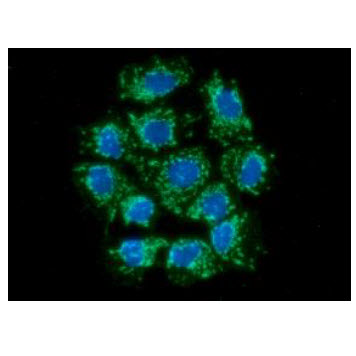 ICC/IF analysis of AIFM1 in Hep3B cells line, stained with DAPI (Blue) for nucleus staining and monoclonal anti-human AIFM1 antibody (1:100) with goat anti-mouse IgG-Alexa fluor 488 conjugate (Green).
