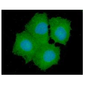 ICC/IF analysis of GPD1L in Hep3B cells line, stained with DAPI (Blue) for nucleus staining and monoclonal anti-human GPD1L antibody (1:100) with goat anti-mouse IgG-Alexa fluor 488 conjugate (Green).