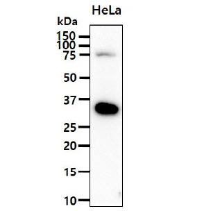 The HeLa cell lysates (40ug) were resolved by SDS-PAGE, transferred to PVDF membrane and probed with anti-human PDPN antibody (1:1000). Proteins were visualized using a goat anti-mouse secondary antibody conjugated to HRP and an ECL detection system.