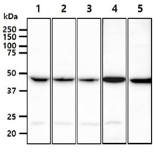 The cell lysates (40ug) were resolved by SDS-PAGE, transferred to PVDF membrane and probed with anti-human PGD antibody (1:1000). Proteins were visualized using a goat anti-mouse secondary antibody conjugated to HRP and an ECL detection system.Lane 1.: HeLa cell lysateLane 2.: MCF7 cell lysateLane 3.: 293T cell lysateLane 4.: A549 cell lysateLane 5.: Jurkat cell lysate