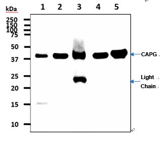 The cell lysates (40ug) were resolved by SDS-PAGE, transferred to PVDF membrane and probed with anti-human CAPG antibody (1:1000). Proteins were visualized using a goat anti-mouse secondary antibody conjugated to HRP and an ECL detection system.Lane 1.: HeLa cell lysateLane 2.: NIH3T3 cell lysateLane 3.: Mouse spleen tissue lysateLane 4.: THP-1 cell lysateLane 5.: Raw 264.7 cell lysate