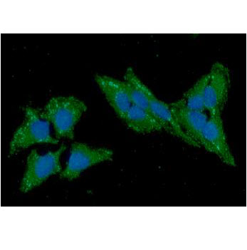 ICC/IF analysis of TXN2 in HeLa cells line, stained with DAPI (Blue) for nucleus staining and monoclonal anti-human   TXN2 antibody (1:100) with goat anti-mouse IgG-Alexa fluor 488 conjugate (Green).