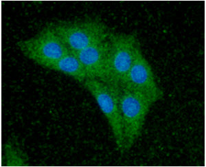 ICC/IF analysis of CDC37 in Balb/3T3 cells line, stained with DAPI (Blue) for nucleus staining and monoclonal anti-human   CDC37 antibody (1:100) with goat anti-mouse IgG-Alexa fluor 488 conjugate (Green).