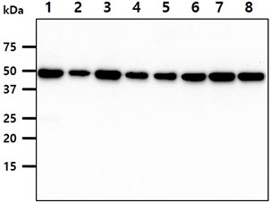 The cell line and tissue lysates (40ug) were resolved by SDS-PAGE, transferred to PVDF membrane and probed with anti-human CDC37 antibody (1:1000). Proteins were visualized using a goat anti-mouse secondary antibody conjugated to HRP and an ECL detection system.Lane 1. : Jurkat cell lysateLane 2. : A431 cell lysateLane 3. : K562 cell lysateLane 4. : LnCap cell lysateLane 5. : SW480 cell lysateLane 6. : HeLa cell lysateLane 7. : MCF7 cell lysateLane 8. : 293T cell lysate