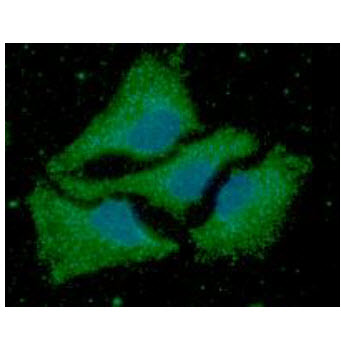 ICC/IF analysis of ACAA1 in HeLa cells line, stained with DAPI (Blue) for nucleus staining and monoclonal anti-human   ACAA1 antibody (1:100) with goat anti-mouse IgG-Alexa fluor 488 conjugate (Green).