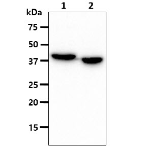 The cell lysates (40ug) were resolved by SDS-PAGE, transferred to PVDF membrane and probed with anti-human ACAA1 antibody (1:1000). Proteins were visualized using a goat anti-mouse secondary antibody conjugated to HRP and an ECL detection system.Lane 1 : HepG2 cell lysateLane 2 : LnCap cell lysate