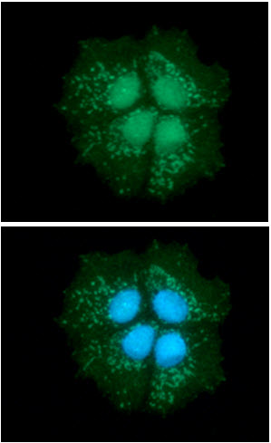 ICC/IF analysis of DECR1 in Hep3B cells line, stained with DAPI (Blue) for nucleus staining and monoclonal anti-human   DECR1 antibody (1:100) with goat anti-mouse IgG-Alexa fluor 488 conjugate (Green).