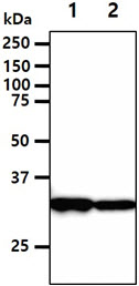 The cell lysates (40ug) were resolved by SDS-PAGE, transferred to PVDF membrane and probed with anti-human DECR1 antibody (1:1000). Proteins were visualized using a goat anti-mouse secondary antibody conjugated to HRP and an ECL detection system.Lane 1.: PC3 cell lysateLane 2.: HepG2 cell lysate 