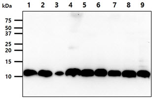 The cell lysates (40ug) were resolved by SDS-PAGE, transferred to PVDF membrane and probed with anti-human S100A11 antibody (1:1000). Proteins were visualized using a goat anti-mouse secondary antibody conjugated to HRP and an ECL detection system.Lane 1. : HeLa cell lysate Lane 2. : MCF7 cell lysate Lane 3. : PC3 cell lysate Lane 4. : HaCaT cell lysate Lane 5. : THP1 cell lysate Lane 6. : U87MG cell lysate Lane 7. : A427 cell lysate Lane 8. : SK-OV-3 cell lysate Lane 9. : A549 cell lysate