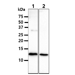 The lysates (40ug) were resolved by SDS-PAGE, transferred to PVDF membrane and probed with anti-human B2M antibody (1:1000). Proteins were visualized using a goat anti-mouse secondary antibody conjugated to HRP and an ECL detection system.Lane 1 : HeLa cell lysateLane 2 : U937 cell lysate