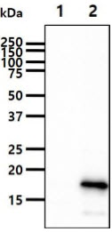 The cell lysates (10ug) were resolved by SDS-PAGE, transferred to PVDF membrane and probed with anti-human Frataxin antibody (1:1000). Proteins were visualized using a goat anti-mouse secondary antibody conjugated to HRP and an ECL detection system.Lane 1. : 293T cell lysateLane 2. : Frataxin transfected 293T cell lysate