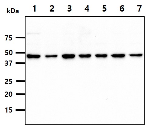 The cell lysates (40ug) were resolved by SDS-PAGE, transferred to PVDF membrane and probed with anti-human PSMD11 antibody (1:1000). Proteins were visualized using a goat anti-mouse secondary antibody conjugated to HRP and an ECL detection system.Lane 1.: HeLa cell lysateLane 2.: 293T cell lysate Lane 3.: U87-MG cell lysate Lane 4.: NIH-3T3 cell lysateLane 5.: PC3 cell lysateLane 6.: TF1 cell lysateLane 7.: MCF7 cell lysate