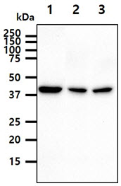 The cell lysates (40ug) were resolved by SDS-PAGE, transferred to PVDF membrane and probed with anti-human PPME1 antibody (1:1000). Proteins were visualized using a goat anti-mouse secondary antibody conjugated to HRP and an ECL detection system.Lane 1.: HeLa cell lysateLane 2.: K562 cell lysate Lane 3.: A549 cell lysate 