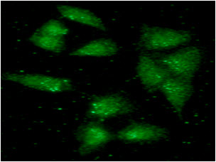 ICC/IF analysis of  ALDH2 in A549 cells line, stained with monoclonal anti-human ALDH2 antibody (1:100) with goat anti-mouse IgG-Alexa fluor 488 conjugate (Green).