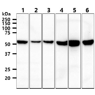 The cell lysates (40ug) were resolved by SDS-PAGE, transferred to PVDF membrane and probed with anti-human VIM antibody (1:1000). Proteins were visualized using a goat anti-mouse secondary antibody conjugated to HRP and an ECL detection system.Lane 1 : Jurkat cell lysateLane 2 : K562 cell lysateLane 3 : 293T cell lysateLane 4 : A549 cell lysateLane 5 : SK-OV-3 cell lysateLane 6 : HeLa cell lysate