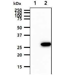 The cell lysates (10ug) were resolved by SDS-PAGE, transferred to PVDF membrane and probed with anti-human BPGM antibody (1:1000). Proteins were visualized using a goat anti-mouse secondary antibody conjugated to HRP and an ECL detection system.Lane 1.: 293T cell lysateLane 2.: BPGM transfected 293T cell lysate 