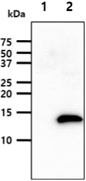 The cell lysates (40ug) were resolved by SDS-PAGE, transferred to PVDF membrane and probed with anti-human Leptin antibody (1:1000). Proteins were visualized using a goat anti-mouse secondary antibody conjugated to HRP and an ECL detection system.Lane 1.: 293T cell lysateLane 2.: Leptin transfected 293T cell lysate