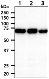 The cell lysates (40ug) were resolved by SDS-PAGE, transferred to PVDF membrane and probed with anti-human XPNPEP1 antibody (1:1000). Proteins were visualized using a goat anti-mouse secondary antibody conjugated to HRP and an ECL detection system.Lane 1 : Jurkat cell lysateLane 2 : HeLa cell lysateLane 3 : MCF7 cell lysate