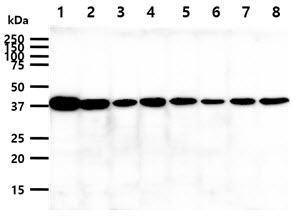 The cell lysates (40ug) were resolved by SDS-PAGE, transferred to PVDF membrane and probed with anti-human PPID antibody (1:1000). Proteins were visualized using a goat anti-mouse secondary antibody conjugated to HRP and an ECL detection system.Lane 1.: K562 cell lysateLane 2.: Jurkat cell lysate Lane 3.: HeLa cell lysate Lane 4.: HepG2 cell lysateLane 5.: A549 cell lysateLane 6.: MCF7 cell lysateLane 7.: SK-OV-3 cell lysateLane 8.: PC3 cell lysate