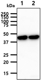 The mouse tissue lysates (40ug) were resolved by SDS-PAGE, transferred to PVDF membrane and probed with anti-human GLUL antibody (1:1000). Proteins were visualized using a goat anti-mouse secondary antibody conjugated to HRP and an ECL detection system.Lane 1.: Mouse brain tissue lysateLane 2.: Mouse liver tissue lysate
