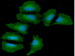 ICC/IF analysis of ANGPT5 in HeLa cells. The cell was stained with ATGA0478 (1:100). The secondary antibody (green) was used Alexa Fluor 488. DAPI was stained the cell nucleus (blue).