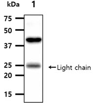 The tissue lysates (40ug) were resolved by SDS-PAGE, transferred to PVDF membrane and probed with anti-human ANGPT5 antibody (1:1000). Proteins were visualized using a goat anti-mouse secondary antibody conjugated to HRP and an ECL detection system.Lane 1.: Mouse kidney tissue lysate 
