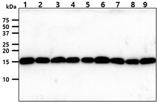 The cell lysates (40ug) were resolved by SDS-PAGE, transferred to PVDF membrane and probed with anti-human Tomm20 antibody (1:1000). Proteins were visualized using a goat anti-mouse secondary antibody conjugated to HRP and an ECL detection system.Lane 1.: HeLa cell lysateLane 2.: HepG2 cell lysate Lane 3.: A431 cell lysate Lane 4.: K562 cell lysate Lane 5.: A549 cell lysate Lane 6.: 293T cell lysate Lane 7.: MCF7 cell lysate Lane 8.: SK-OV-3 cell lysate Lane 9.: PC3 cell lysate 