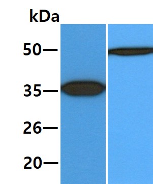 All lanes : HeLa Whole Cell Lysate (40ug);;Lane 1. : Anti-GAPDH antibody (ATGA0181);;Lane 2. : Anti-Beta tubulin antibody (ATGA0196) {ATGL0001-WB.jpg}