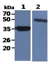 All lanes : 293T Whole Cell Lysate (40ug);;Lane 1. : Anti-GAPDH antibody (ATGA0181);;Lane 2. : Anti-Beta tubulin antibody (ATGA0196) {ATGL0002-WB.jpg}