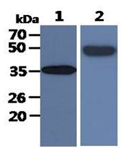 All lanes : Jurkat Whole Cell Lysate (40ug);;Lane 1. : Anti-GAPDH antibody (ATGA0181);;Lane 2. : Anti-Beta tubulin antibody (ATGA0196) {ATGL0003-WB.jpg}