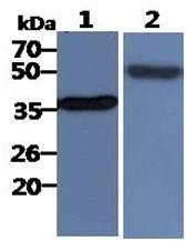 All lanes : HepG2 Whole Cell Lysate (40ug);;Lane 1. : Anti-GAPDH antibody (ATGA0181);;Lane 2. : Anti-Beta tubulin antibody (ATGA0196) {ATGL0005-WB.jpg}