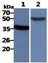 All lanes : TF-1 Whole Cell Lysate (40ug);;Lane 1. : Anti-GAPDH antibody (ATGA0181);;Lane 2. : Anti-Beta tubulin antibody (ATGA0196) {ATGL0006-WB.jpg}