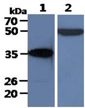 All lanes : Ramos Whole Cell Lysate (40ug);;Lane 1. : Anti-GAPDH antibody (ATGA0181);;Lane 2. : Anti-Beta tubulin antibody (ATGA0196) {ATGL0010-WB.jpg}