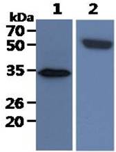 All lanes : SW480 Whole Cell Lysate (40ug);;Lane 1. : Anti-GAPDH antibody (ATGA0181);;Lane 2. : Anti-Beta tubulin antibody (ATGA0196) {ATGL0011-WB.jpg}