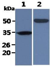 All lanes : BALB/3T3 Whole Cell Lysate (40ug);;Lane 1. : Anti-GAPDH antibody (ATGA0181);;Lane 2. : Anti-Beta tubulin antibody (ATGA0196) {ATGL0016-WB.jpg}