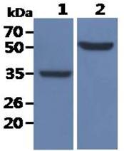 All lanes : NIH/3T3 Whole Cell Lysate (40ug);;Lane 1. : Anti-GAPDH antibody (ATGA0181);;Lane 2. : Anti-Beta tubulin antibody (ATGA0196) {ATGL0017-WB.jpg}