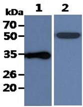 All lanes : Raji Whole Cell Lysate (40ug);;Lane 1. : Anti-GAPDH antibody (ATGA0181);;Lane 2. : Anti-Beta tubulin antibody (ATGA0196) {ATGL0018-WB.jpg}